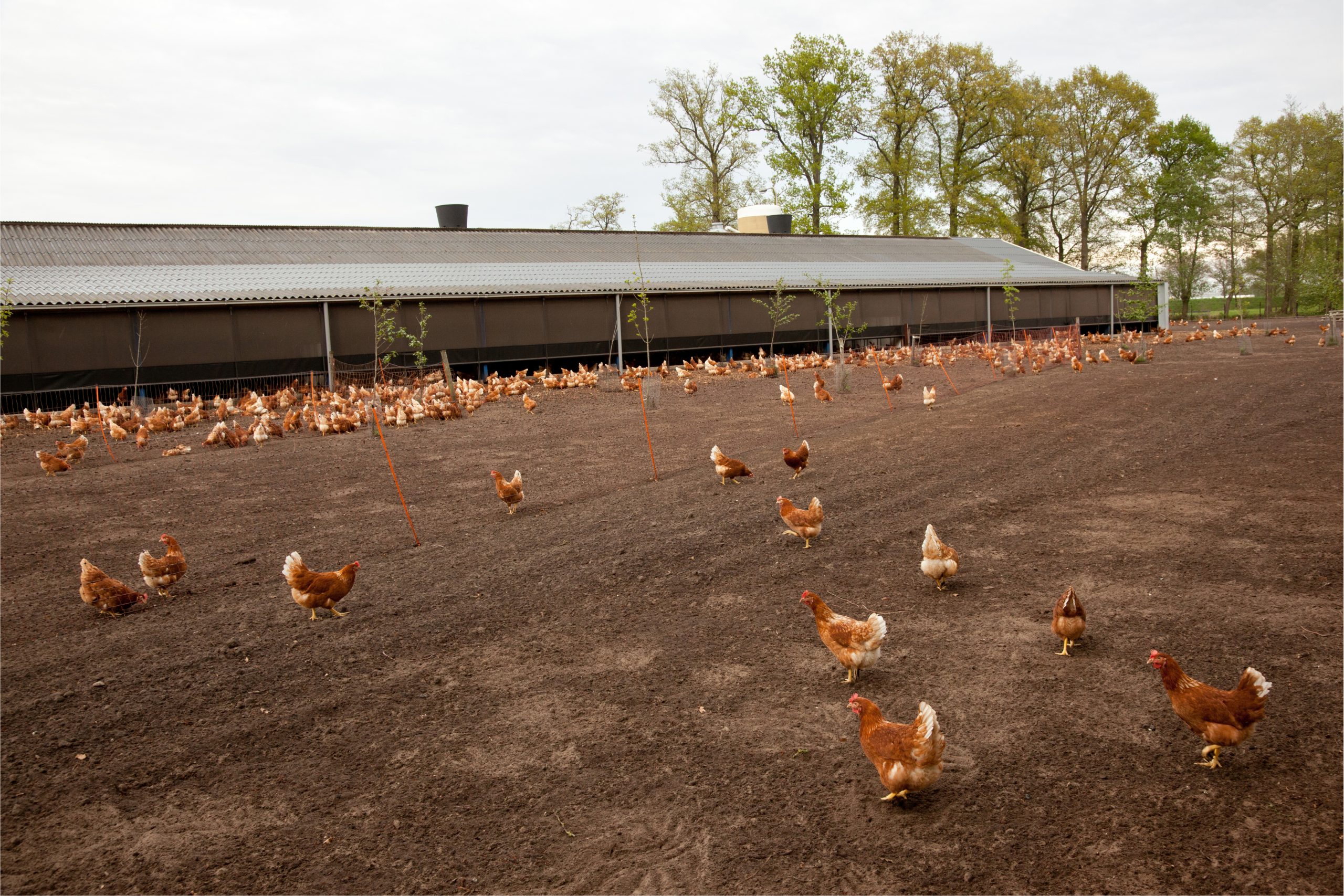 What Are The Requirements For Starting A Poultry Farm