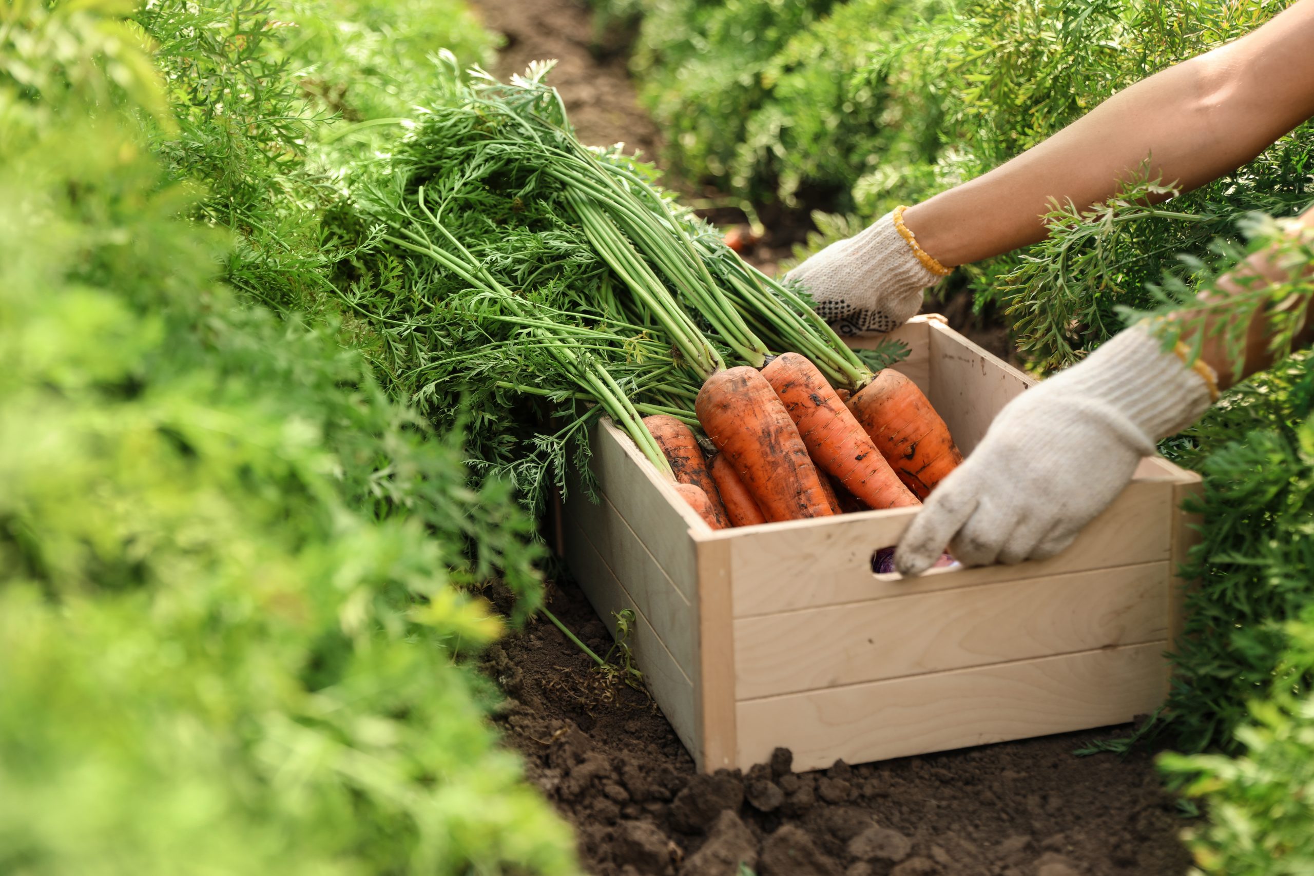 How to Get Into Vegetable Farming 