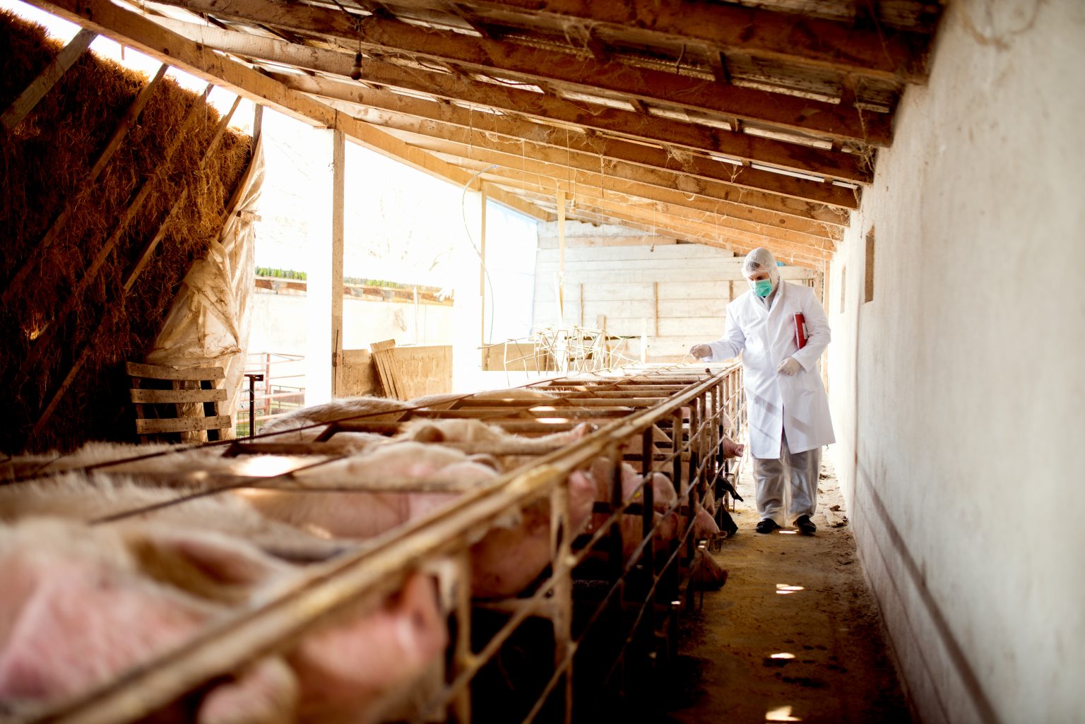 How to Start a Pig Farming Business SME South Africa