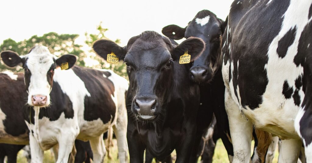 cattle farming in South Africa
