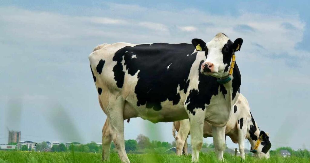 dairy farming in South Africa
