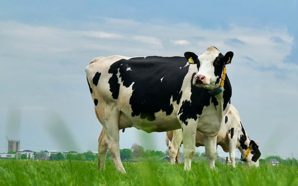 Dairy Farming in South Africa | SME South Africa