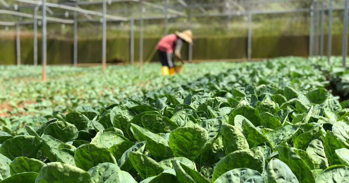 crop farming South Africa