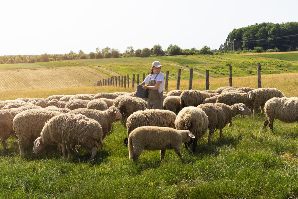 sheep farming South Africa