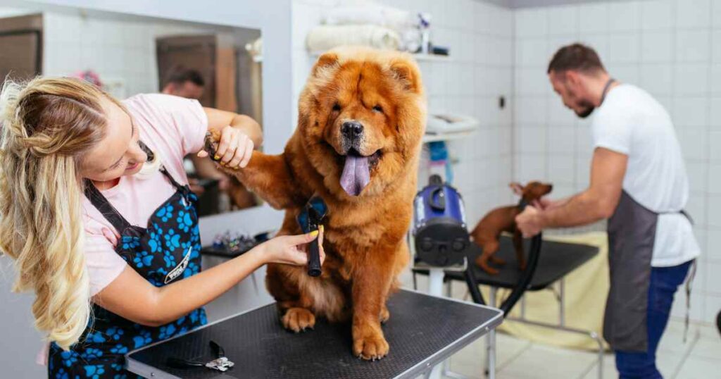 How to start a pet grooming business