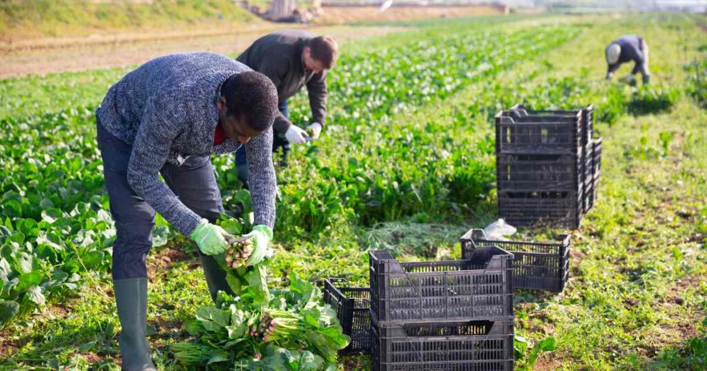 Access high-value markets for small-scale farmers