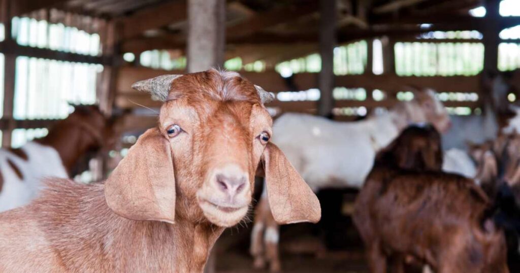 How to Start Goat Farming in South Africa