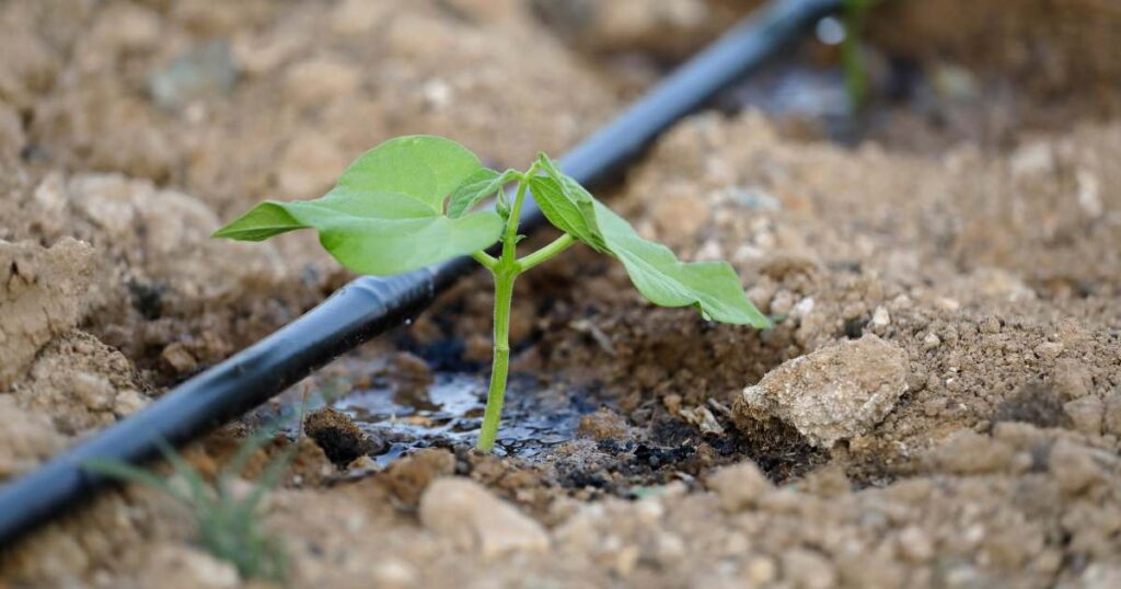 Climate-smart Irrigation for Agribusinesses in South Africa