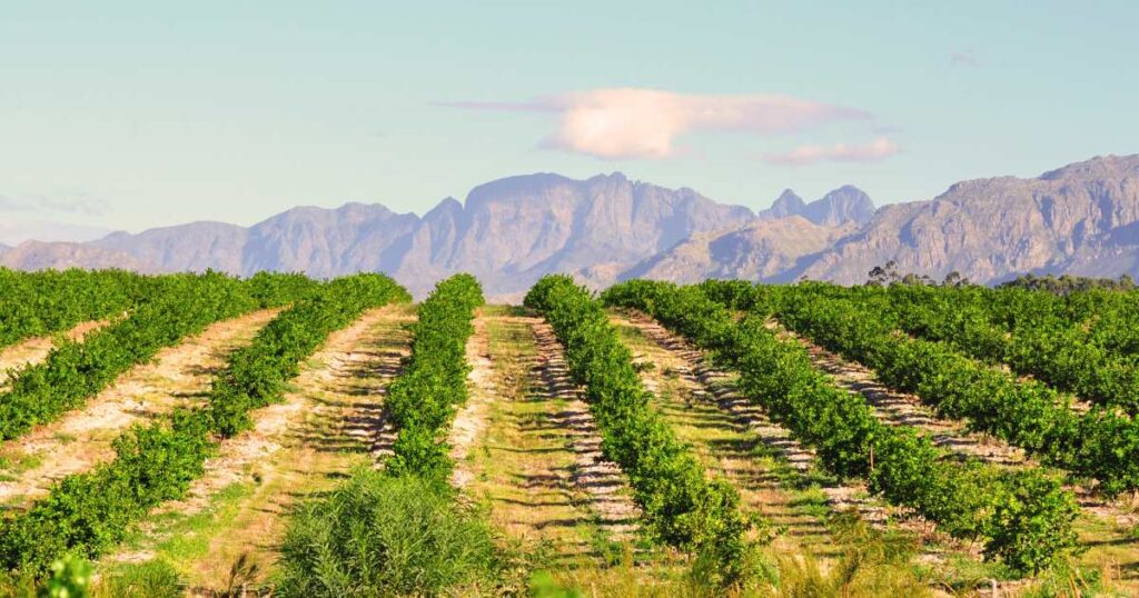 Farmers, Agroforestry Can Enhance Yield And Biodiversity
