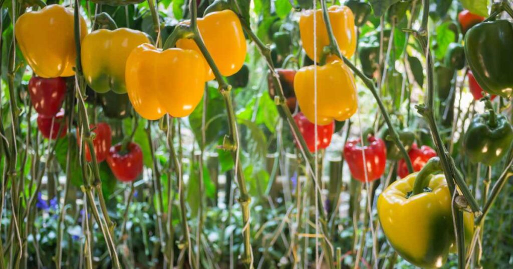 Smart Crop Diversification for Small-Scale Farmers