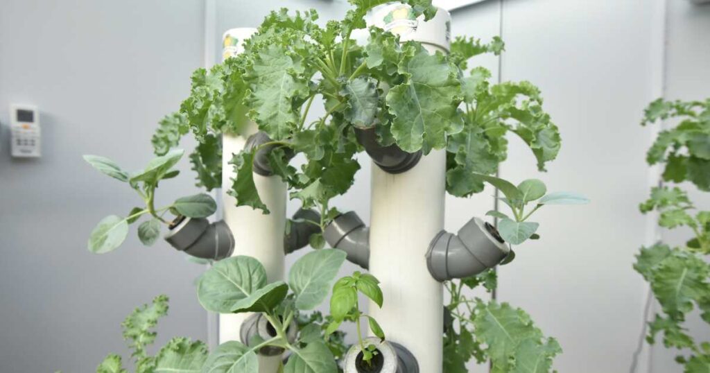 Urban Backyard Farming