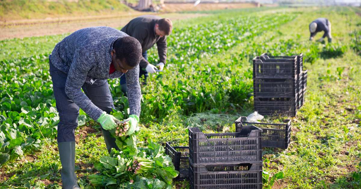 Skills for a farming business