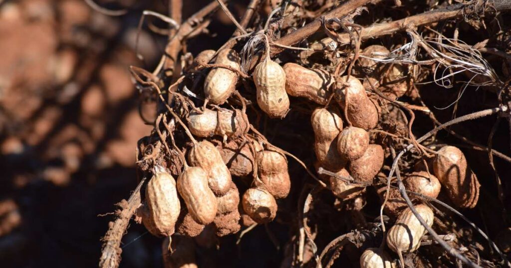 Peanut farming in south africa