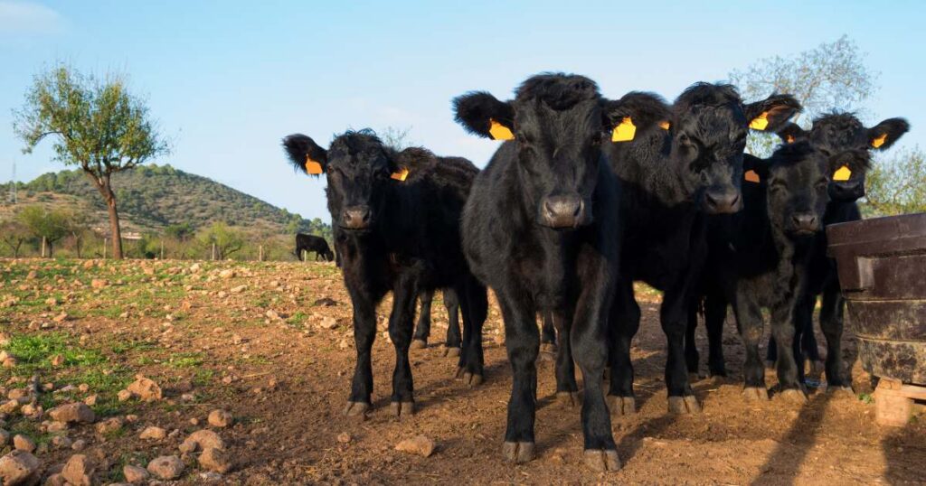 FMD Framework Brings Hope to Farmers and Producers