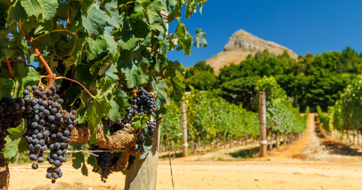 AGOA Creates Trade Opportunities For South African Agriculture