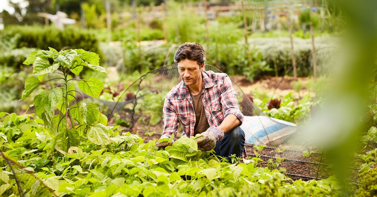 Niche Farming Business Ideas for South African Smallholder Farming